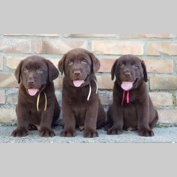 štenad labrador retrivera besplatni mali oglasi