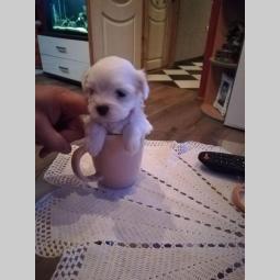 mini maltezer prelepi štenci na prodaju besplatni mali oglasi
