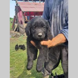 retriver labrador štenci besplatni mali oglasi