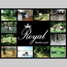 pansion za pse royal beograd besplatni mali oglasi