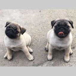 mops ženski štenci na prodaju besplatni mali oglasi