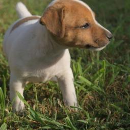 jack russel terrier štenci besplatni mali oglasi