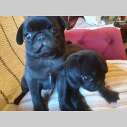 mops dva crna muška šteneta besplatni mali oglasi