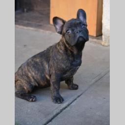 francuski buldog,prelepi štenci besplatni mali oglasi