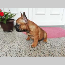 francuski buldog, prelepi štenci, povoljno besplatni mali oglasi