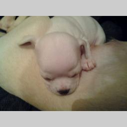 mini čivave princess chihuahua besplatni mali oglasi