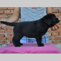 labrador retriver štenci vrhunskog porekla besplatni mali oglasi