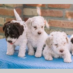 lagotto romagnolo štenci na prodaju besplatni mali oglasi
