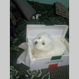 štenad mini maltezera besplatni mali oglasi