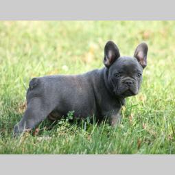 francuski buldog, plavi štenci besplatni mali oglasi