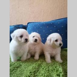kovrdžavi bišon štenci besplatni mali oglasi