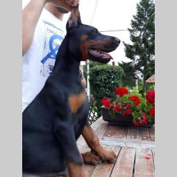 prodajem vrhunske štence dobermana besplatni mali oglasi
