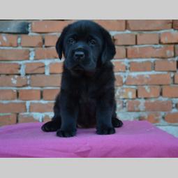 labrador retriver vrhunska štenad besplatni mali oglasi