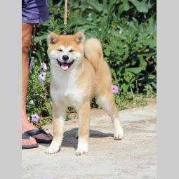 akita inu štenci odličnog kvaliteta besplatni mali oglasi