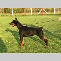 doberman štenci muški i ženski, crne boje na prodaju besplatni mali oglasi
