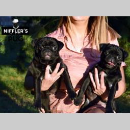 mops odlična crna štenad besplatni mali oglasi