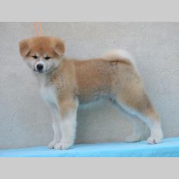 japanska akita štenci besplatni mali oglasi