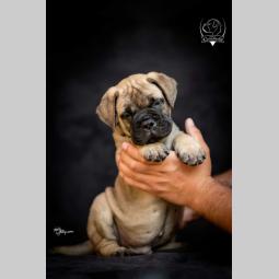 odgajivačnica bullmastiff a home of guardians  besplatni mali oglasi