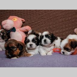 shih tzu trikolor prelepi štenci besplatni mali oglasi