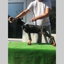 štenci dobermana vrhunskog kvaliteta besplatni mali oglasi