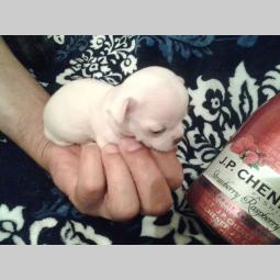 mini čivave princess chihuahua  besplatni mali oglasi