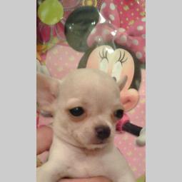 mini čivave odgajivačnica princess chihuahua  besplatni mali oglasi