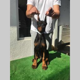 doberman štenci vrhunskog porekla besplatni mali oglasi
