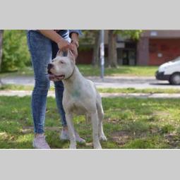 vrhunska ženka dogo argentino besplatni mali oglasi