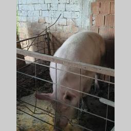 na prodaju vepar rasa veliko jorkširska besplatni mali oglasi