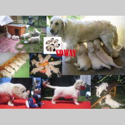 sdway golden retriver besplatni mali oglasi