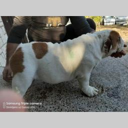 engleski buldog besplatni mali oglasi