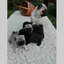 mops štenci vrhunskog kvaliteta besplatni mali oglasi