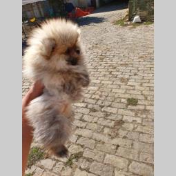 štenci pomeranskog špica besplatni mali oglasi