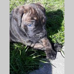 štenci cane corso tri ženke i mužjak besplatni mali oglasi
