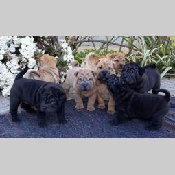 shar pei štenci besplatni mali oglasi