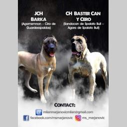 štenci presa canario,rerzervacija besplatni mali oglasi