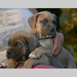 cane corso sivi i formentino besplatni mali oglasi