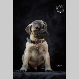 odgajivačnica bullmastiff a home of guardians  besplatni mali oglasi