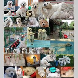 sdway golden retriver rezervacije besplatni mali oglasi