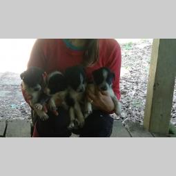 abca registrovan border collie radni muzjak spreman za parenje besplatni mali oglasi