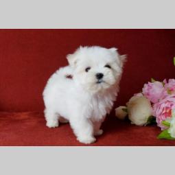 maltezer i coton de tulear štenci na prodaju besplatni mali oglasi