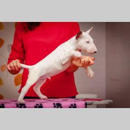 bulterijer i dogo argentino štenci na prodaju besplatni mali oglasi