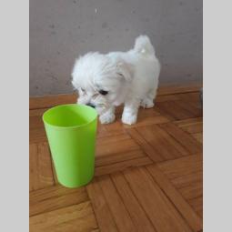 štenci mini maltezera besplatni mali oglasi