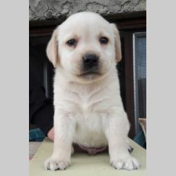 štenci labradora vrhunskog porekla besplatni mali oglasi