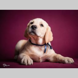 labrador retriver dva vrhunska muška šteneta besplatni mali oglasi