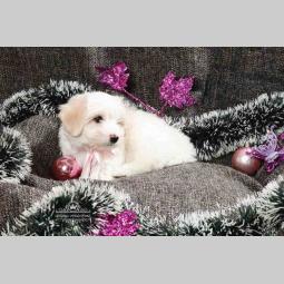 coton de tulear štenci na prodaju besplatni mali oglasi