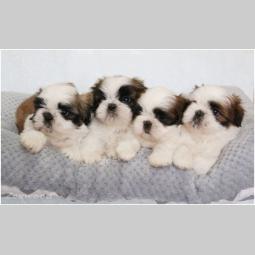 si cu (shih tzu) stenci izlozbenog kvaliteta besplatni mali oglasi