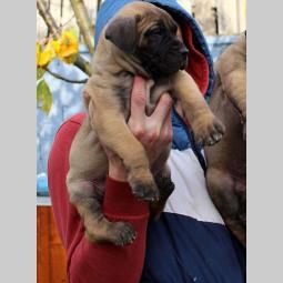 presa canario štenci šampionskog porekla besplatni mali oglasi