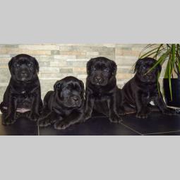 cane corso štenci besplatni mali oglasi