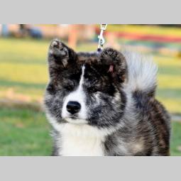 akita inu tigrasti mužjak na prodaju k besplatni mali oglasi